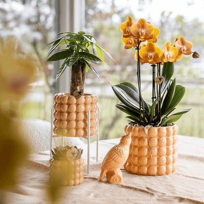 Orchidee mit Übertopf Peach Blühende Phalaenopsis Zimmerpflanze im pfirsichfarbenen Dekotopf Ø12cm