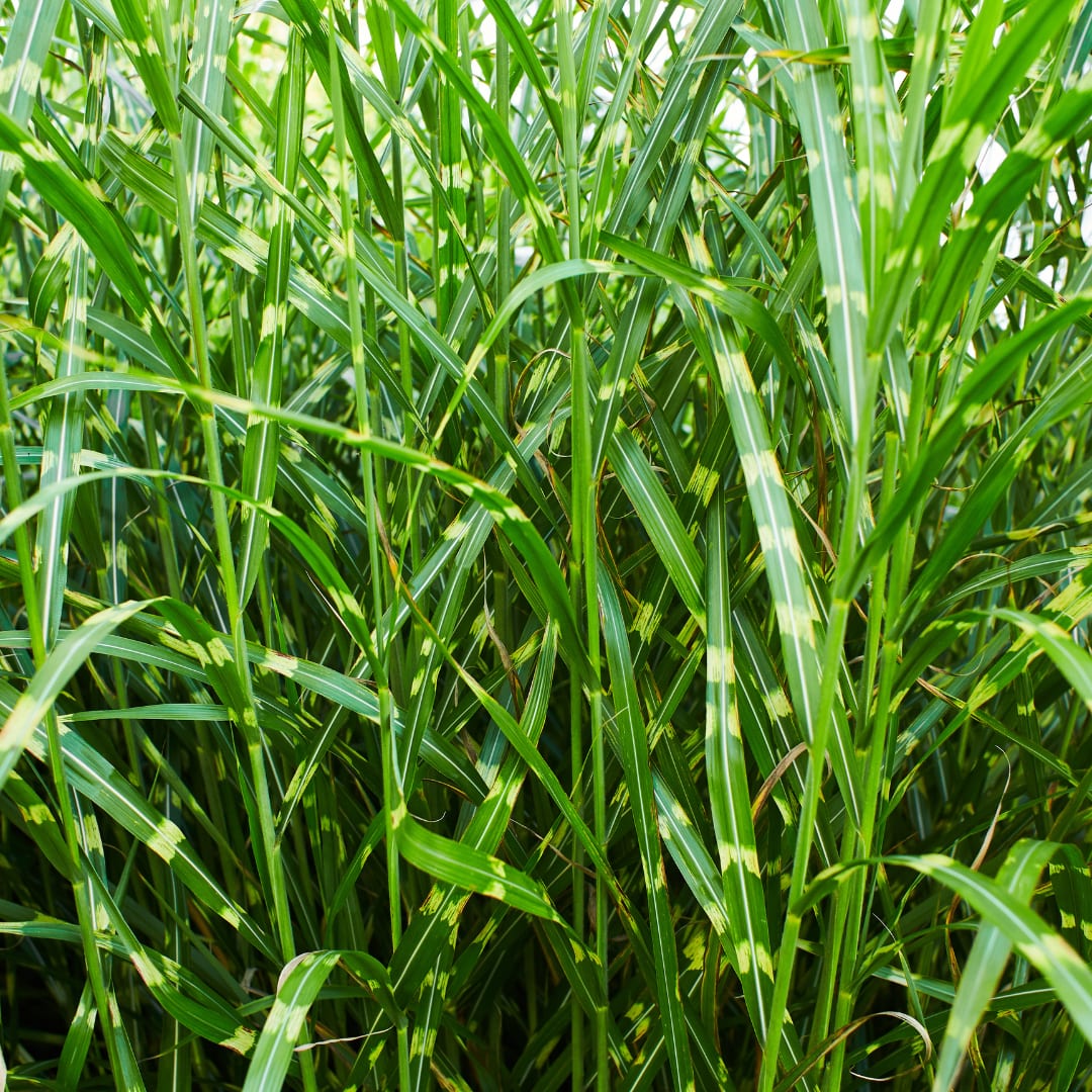 3x Zebraschilf Zebrinus – Miscanthus sinensis – Winterhartes Ziergras 12cm – Dekoratives Chinaschilf mit gestreiftem Laub