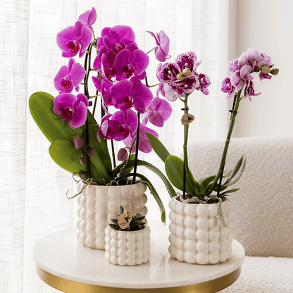 Kolibri Home | Poppy Ziertopf - White - Ø12cm 