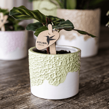 Kolibri Company | Bloom Green Pflanzenset | Gelbe Albenga Orchidee 9cm + Grünpflanzen inkl. Übertöpfe 