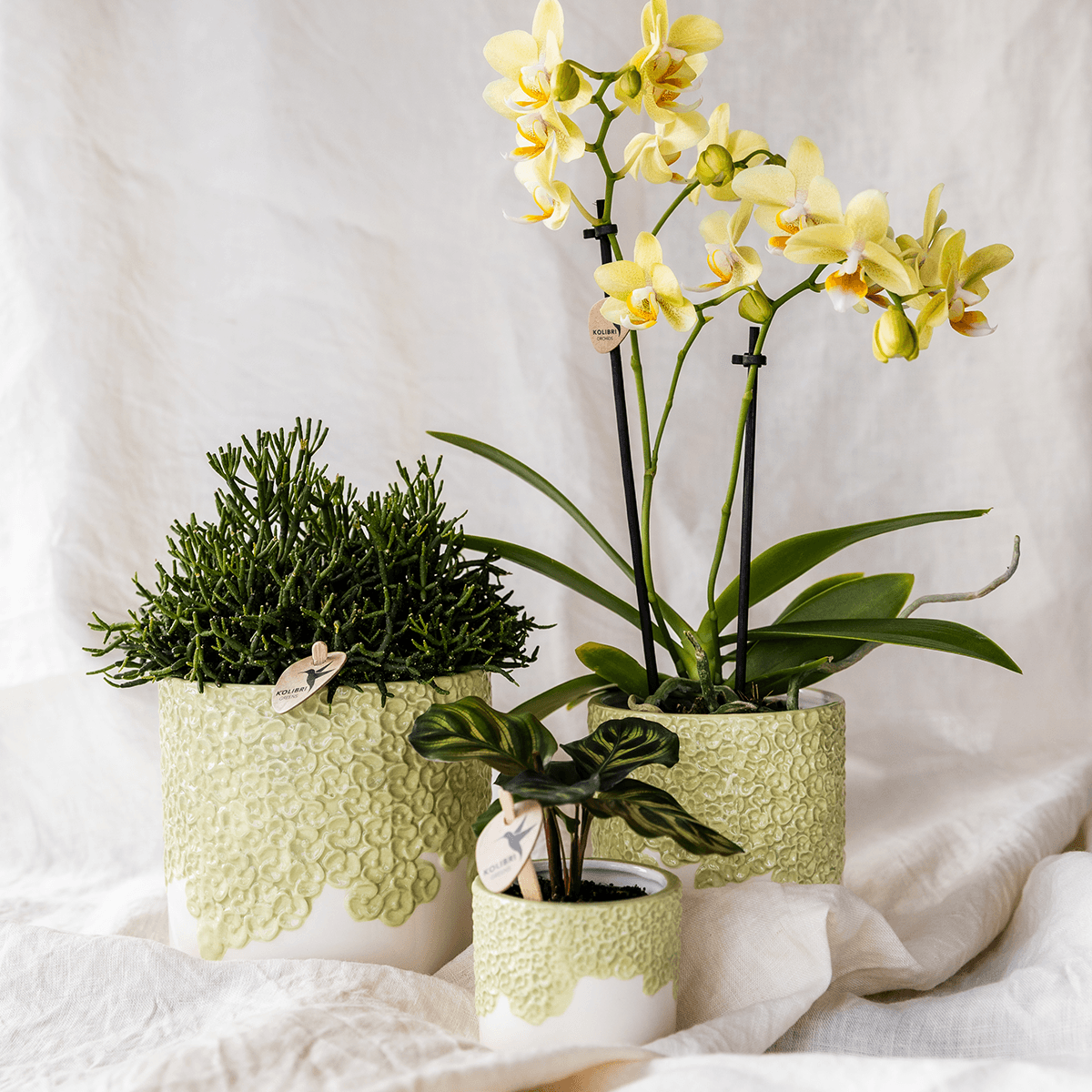 Kolibri Company | Bloom Green Pflanzenset | Gelbe Albenga Orchidee 9cm + Grünpflanzen inkl. Übertöpfe 