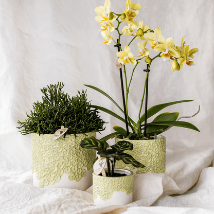 Kolibri Company | Bloom Green Pflanzenset | Gelbe Albenga Orchidee 9cm + Grünpflanzen inkl. Übertöpfe 