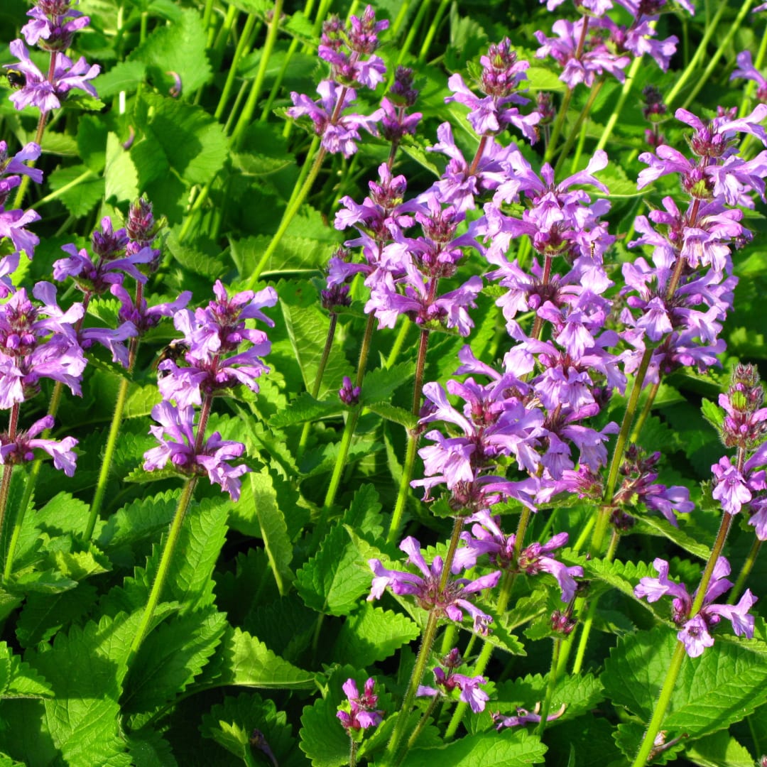 Stachys monieri Hummelo – 6 Pflanzen Ø9cm – Höhe10-25cm – Blühende Staude für Beet Präriegarten Rabatte – winterhart pflegeleicht bienenfreundlich - Oasis of Life