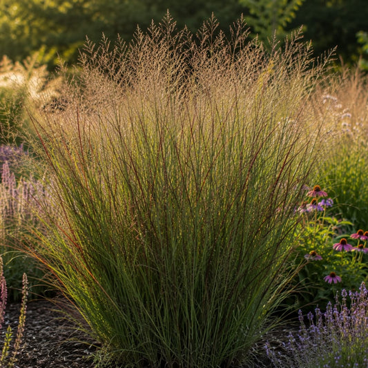 3x Rutenhirse Rotstrahlbusch – Panicum virgatum – Winterhartes Ziergras 12cm – Pflegeleichtes Gartengras mit roter Herbstfärb