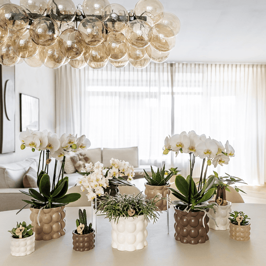 Kolibri Home | Cotton sierpot - White - Ø6cm 