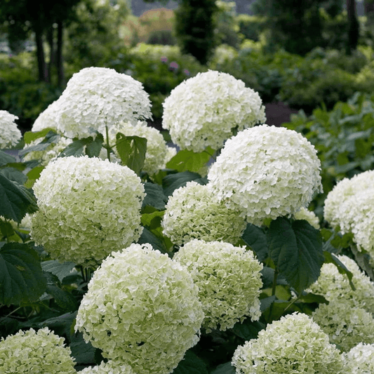 Hydrangea arbo. 'Strong Annabelle' - Ø19cm - ↕30cm 