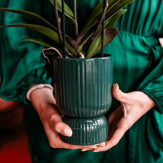 Orchidee altrosa mit grünem Diabolo Übertopf Ø9cm blühende Zimmerpflanze frisch vom Züchter inklusive Gießdocht dekorative Phalaenopsis für Wohnzimmer Büro Geschenkidee 