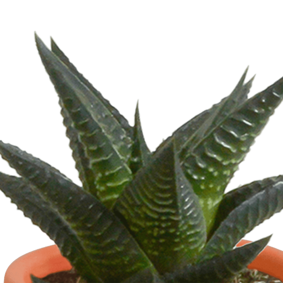 Kakteen & Sukkulenten Mischung – 15 Pflanzen 5,5 cm – Vielfältige Auswahl aus Cereus, Echeveria, Haworthia & Crassula – Hochwertige Qualität – Handbemalter mexikanischer Topf inklusive 