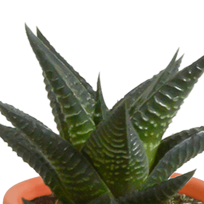 Kakteen & Sukkulenten Mischung – 15 Pflanzen 5,5 cm – Vielfältige Auswahl aus Cereus, Echeveria, Haworthia & Crassula – Hochwertige Qualität – Handbemalter mexikanischer Topf inklusive 