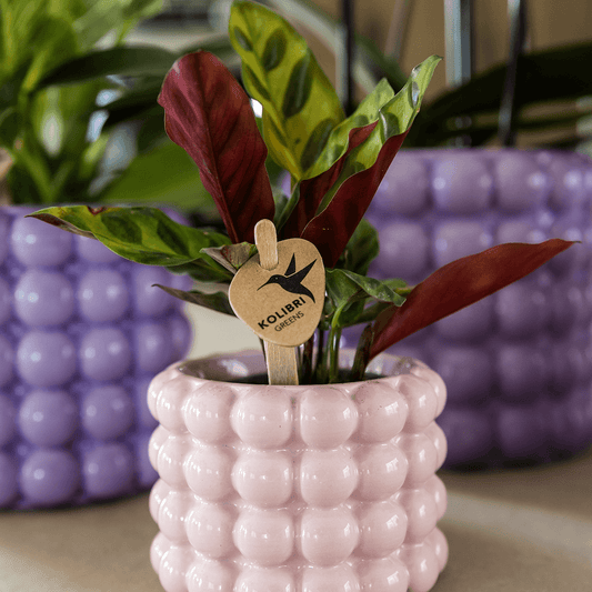 Kolibri Home | Poppy Ziertopf - Pink - Ø6cm 