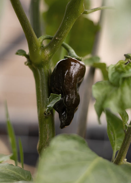 Habanero Chocolate Chilisamen