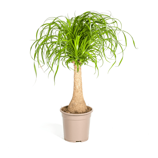 Elefantenfuß Beaucarnea Recurvata – Zimmerpflanze – Ø21cm – 60-80cm Höhe – Trockenheitsverträglich & pflegeleicht 