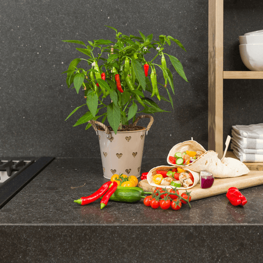 Rote Paprikapflanze - Capsicum annuum - Spanischer Pfeffer - Ø14cm - ↨45cm 