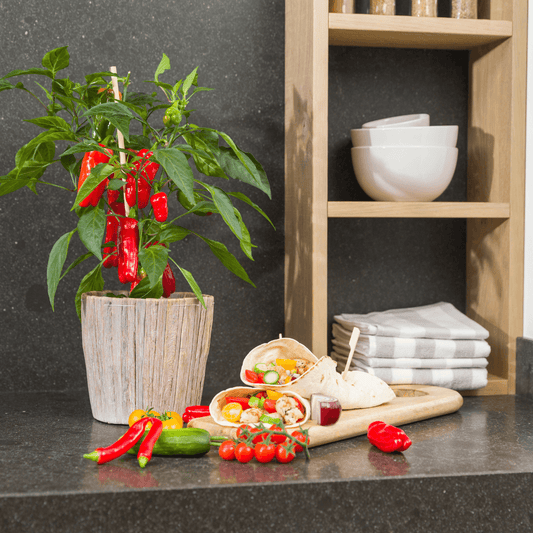 Rote Paprikapflanze - Snack Paprika - Ø14 cm - ↨45cm 
