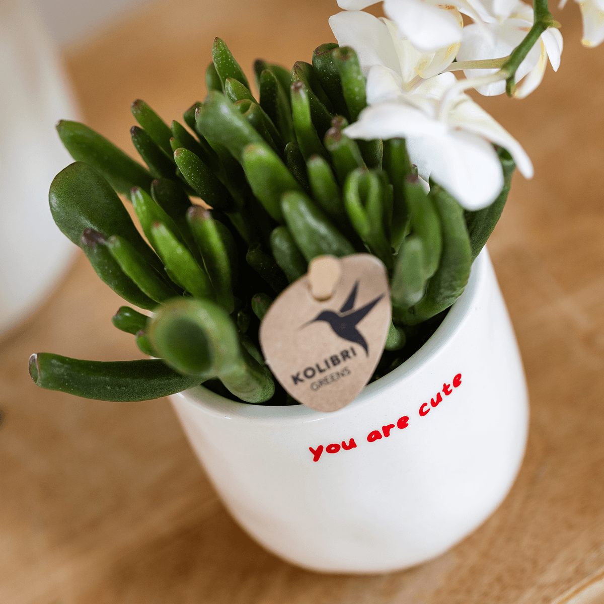 Kolibri Orchids | Geschenkset „Love You“ | Rote Phalaenopsis‑Orchidee Congo mit Grünpflanze in Love‑Übertopfen auf einer Cloud‑Platte 