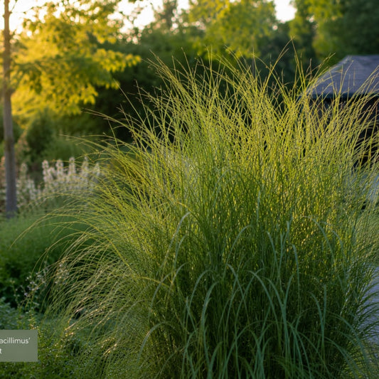3x Chinaschilf Gracillimus – Miscanthus sinensis – Winterhartes elegantes Ziergras im 12cm Topf – Pflegeleichtes Gartengras