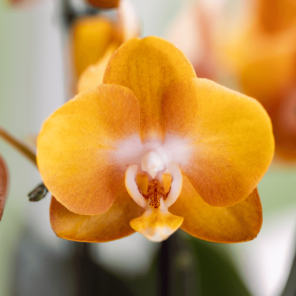 Kolibri Orchids | Orange/gelbe Las Vegas Orchidee + Retro ocker Übertopf | blühende Zimmerpflanze – frisch vom Züchter 