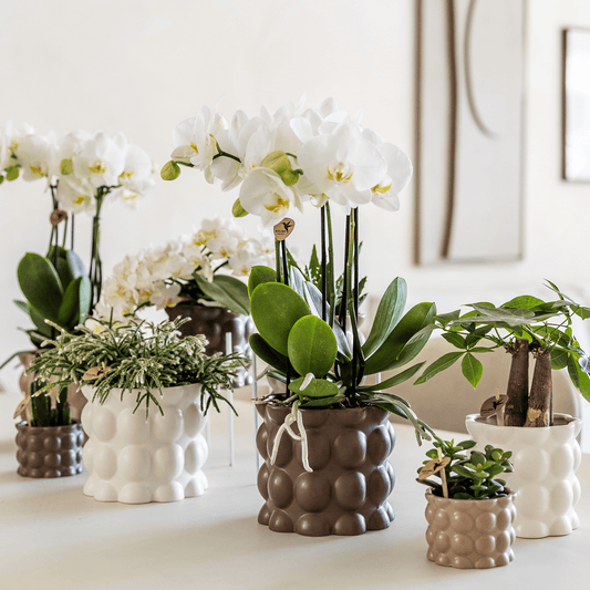 Kolibri Home | Cotton sierpot - White - Ø9cm 