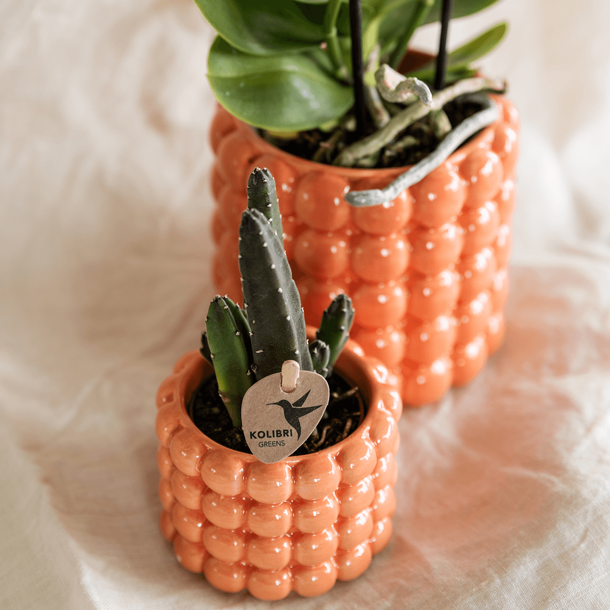 Kolibri Company | Pflanzenset Poppy Orange | Orange Phalaenopsis Orchidee Jamaica und Sukkulente inkl. Keramische Ziertöpfe 
