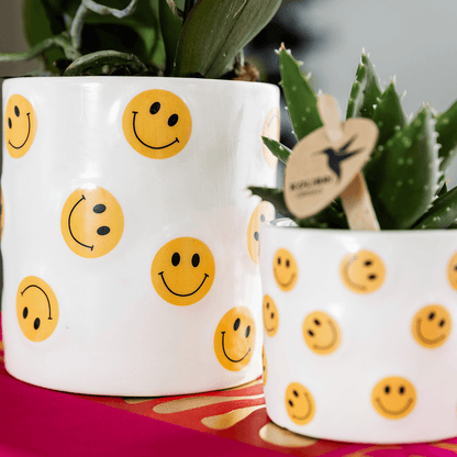 Kolibri Company | Smiley Pflanzenset | Gelbe Phalaenopsis Albenga 9cm und Sukkulente inkl. Keramik‑Übertöpfe 