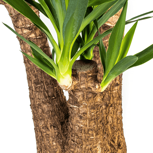 Yucca Elephantipes Verzweigt mit Korb Ø24cm - ↕80-100cm 