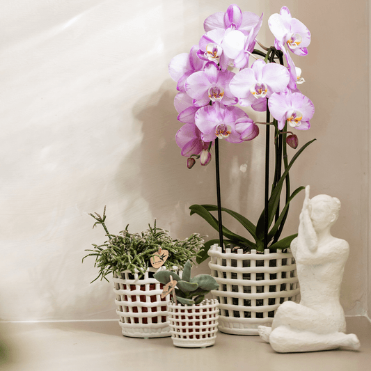 Kolibri Company | Pflanzenset Mesh White | Rosa Niagara Falls Orchidee 12 cm + Grünpflanzen inkl. Übertöpfen – Frisch vom Züchter 