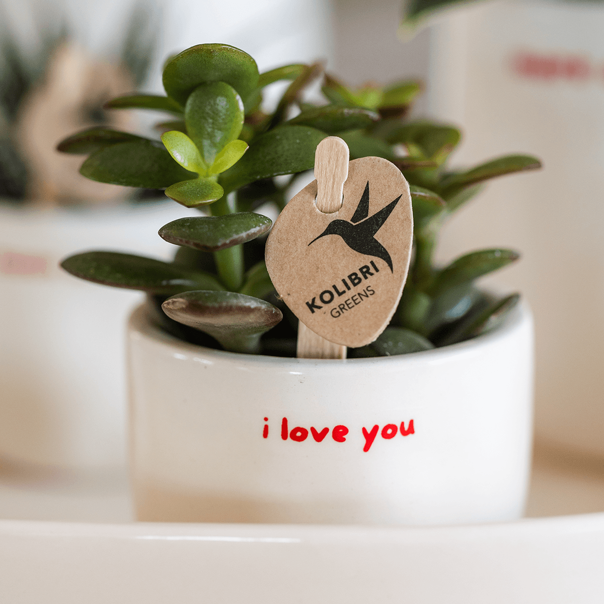 Kolibri Orchids | Geschenkset „Love You“ | Rote Phalaenopsis‑Orchidee Congo mit Grünpflanze in Love‑Übertopfen auf einer Cloud‑Platte 