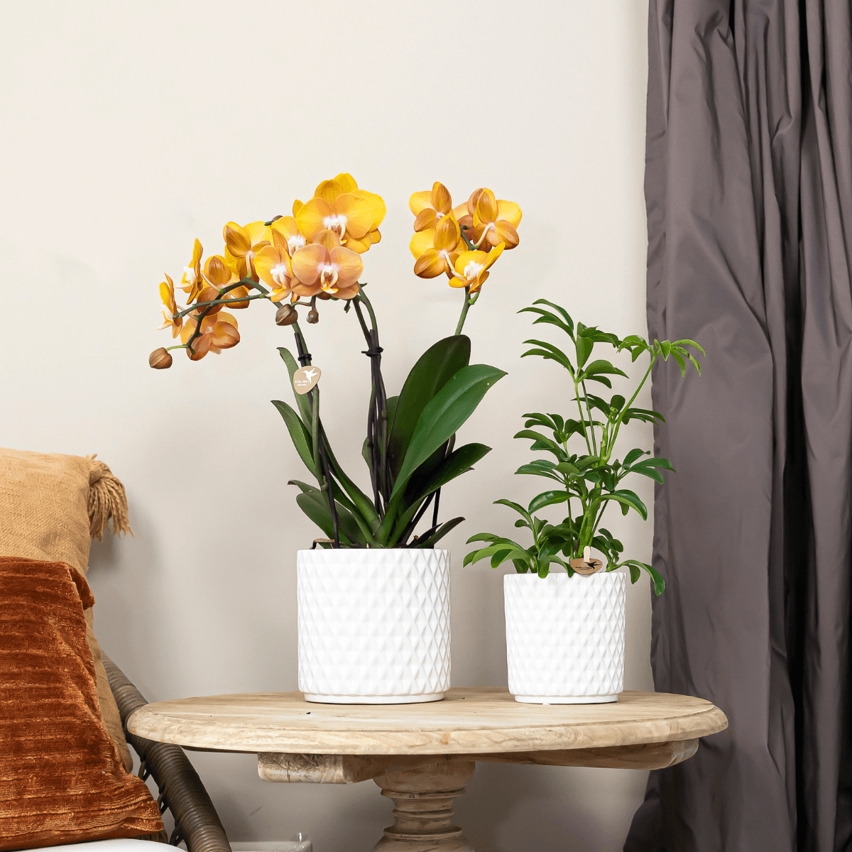 Phalaenopsis-Orchidee - Las Vegas - Topfgröße Ø12cm - Zimmerpflanze - 2 Stück 