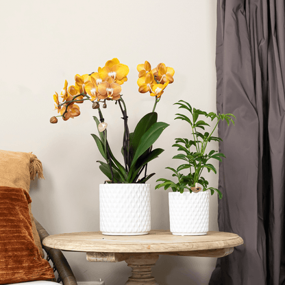 Phalaenopsis-Orchidee - Las Vegas - Topfgröße Ø12cm - Zimmerpflanze - 2 Stück 