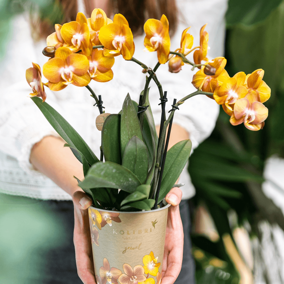 Phalaenopsis-Orchidee - Las Vegas - Topfgröße Ø12cm - Zimmerpflanze - 2 Stück 