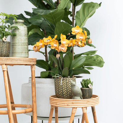 Phalaenopsis-Orchidee - Las Vegas - Topfgröße Ø12cm - Zimmerpflanze - 2 Stück 