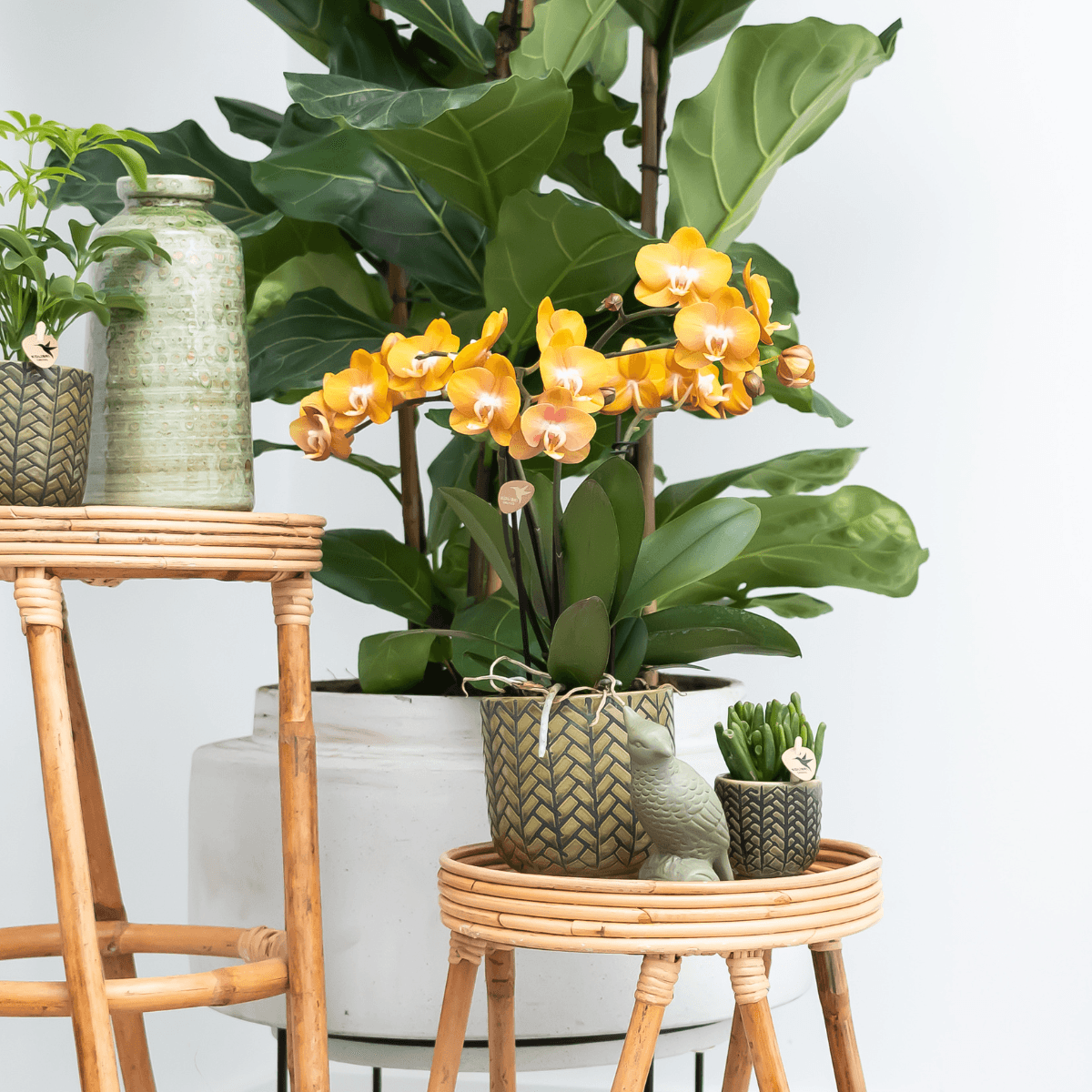 Phalaenopsis-Orchidee Las Vegas – Orange – Ø12cm – Zimmerpflanze mit 3-4 Blütenstielen – Edle Multiflora-Orchidee für Wohnung & Büro