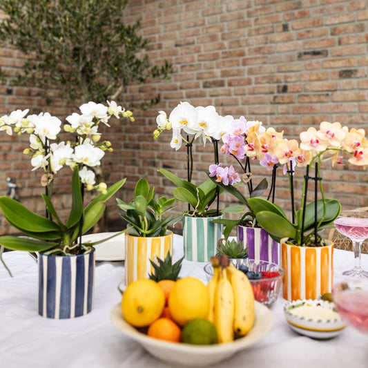 Weiße Phalaenopsis Orchidee Lausanne im Painted Stripe Ziertopf Türkis – Ø9cm – Multiflora Zimmerpflanze mit 2-3 Blütentrieben – Stilvoller Orchideentopf für Zuhause & Büro 