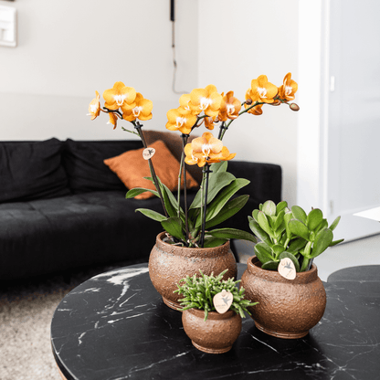 Phalaenopsis-Orchidee Las Vegas – Orange – Ø12cm – Zimmerpflanze mit 3-4 Blütenstielen – Edle Multiflora-Orchidee für Wohnung & Büro