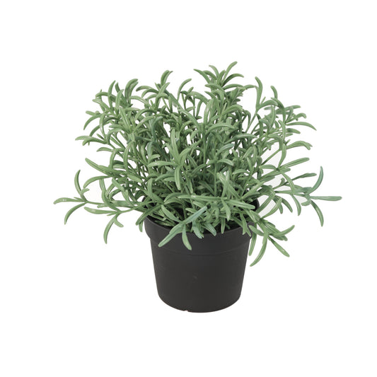 ARTIFICIAL Helichrysum italicum - 18cm 