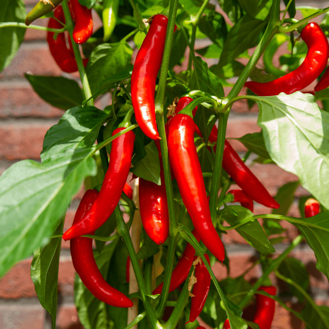 Rote Paprikapflanze - Capsicum annuum - Spanischer Pfeffer - Ø14cm - ↨45cm 