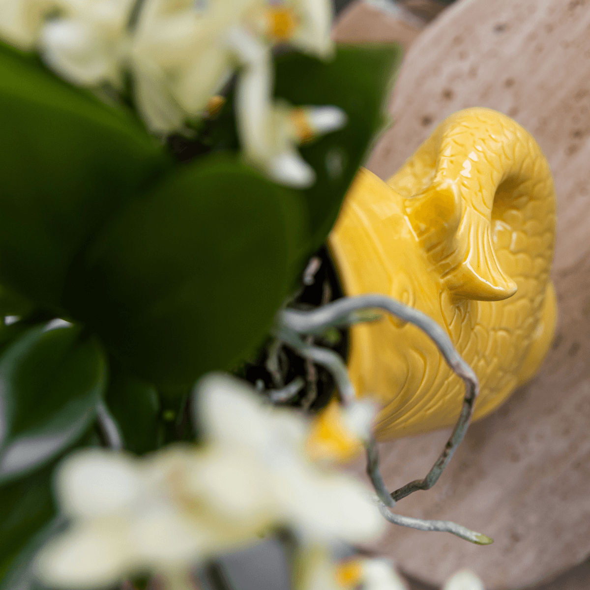 Mediterranean Sunset Geschenkset – Pflanzenset mit weißer Orchidee Lausanne & 2 Sukkulenten – In gelben Ziertöpfen & Korbtablett – Urlaubsflair für Zuhause 