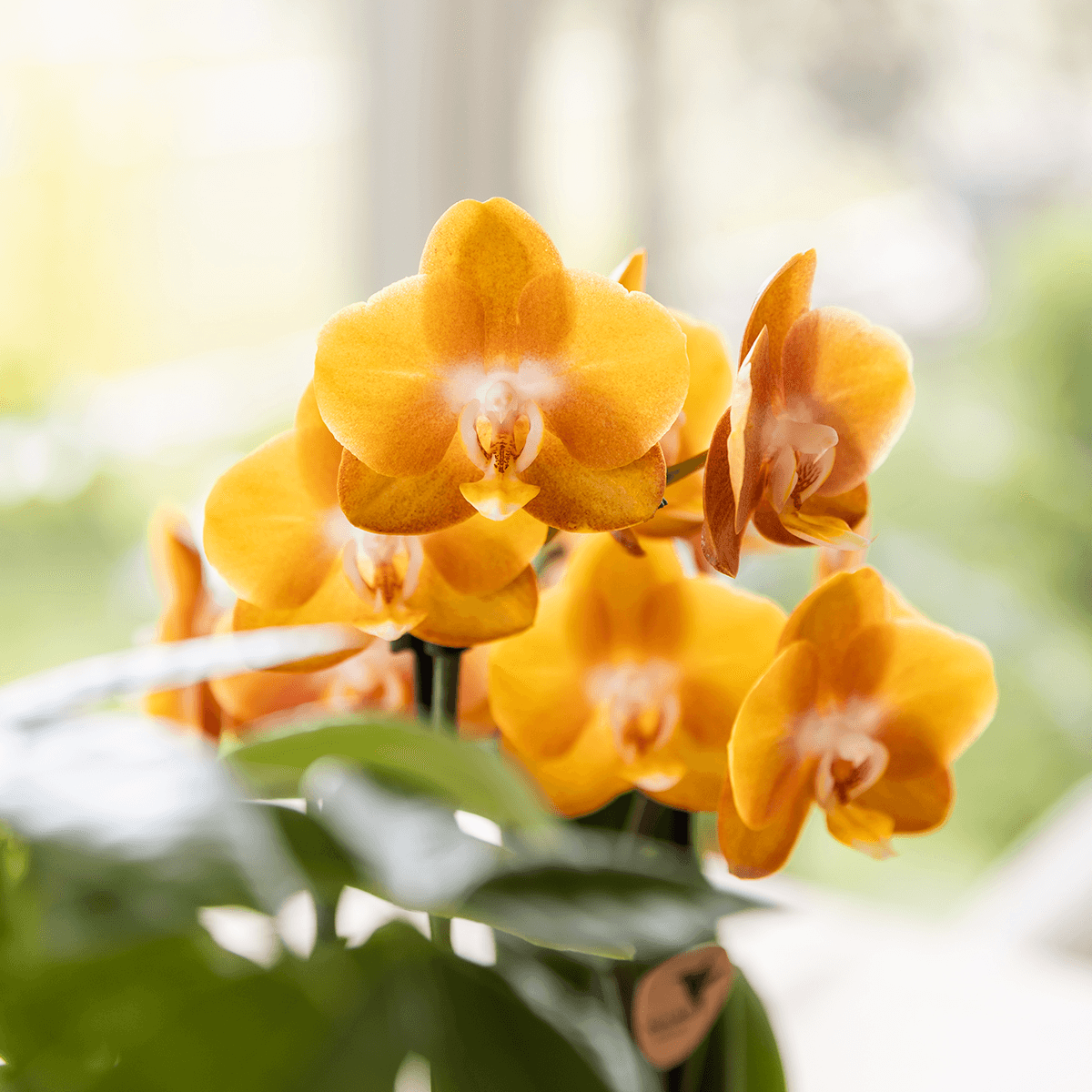 Kolibri Orchids | Orange/gelbe Las Vegas Orchidee + Retro ocker Übertopf | blühende Zimmerpflanze – frisch vom Züchter 