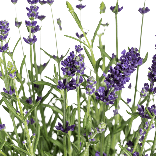 Echter Lavendel – Lavandula angustifolia – Ø13cm – ↕30–40cm – 8 Pflanzen – Duftende, bienenfreundliche Gartenpflanze – Für Beet, Balkon & Terrasse – Winterhart & pflegeleicht 