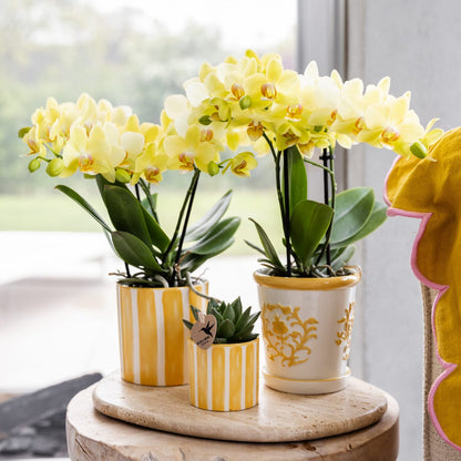 Gelbe Phalaenopsis Orchidee 'Albenga' – Ø9cm – Zimmerpflanze mit 2–3 Blütenstielen – Lange Blütezeit – Pflegeleicht – Direkt vom Züchter 