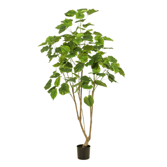 Kunstpflanze - Ficus Umbellata - Afrikanische Feige - 180cm 