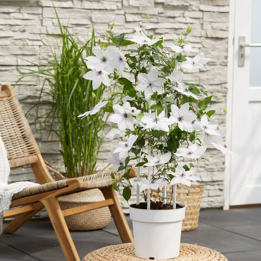 Clematis Tsukiko Ø23cm