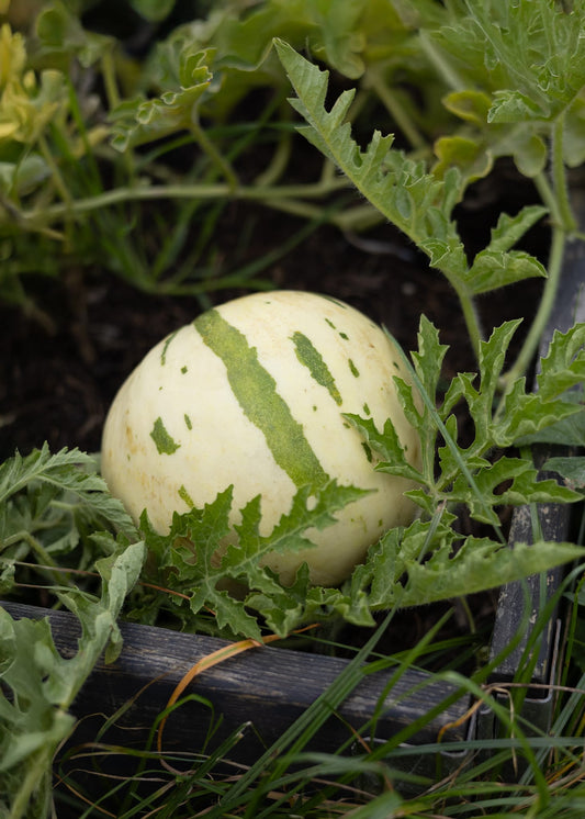 Snowmelon Schneemelone Samen