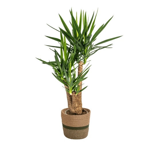 Yucca Elephantipes Verzweigt mit Korb Ø24cm - ↕80-100cm 