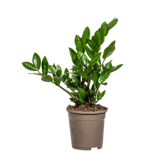 Glücksfeder – Zamioculcas Zamiifolia – Zimmerpflanze – Ø17cm – ↕40–50cm – Pflegeleicht & robust – Ideal für Büro & Wohnzimmer 