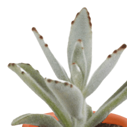 Kakteen & Sukkulenten Mischung – 15 Pflanzen 5,5 cm – Vielfältige Auswahl aus Cereus, Echeveria, Haworthia & Crassula – Hochwertige Qualität – Handbemalter mexikanischer Topf inklusive 