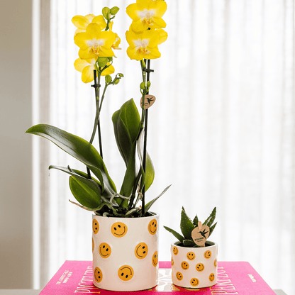Kolibri Company | Smiley Pflanzenset | Gelbe Phalaenopsis Albenga 9cm und Sukkulente inkl. Keramik‑Übertöpfe 