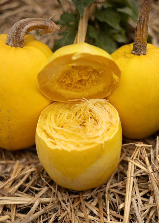 Spaghetti Kürbis Samen