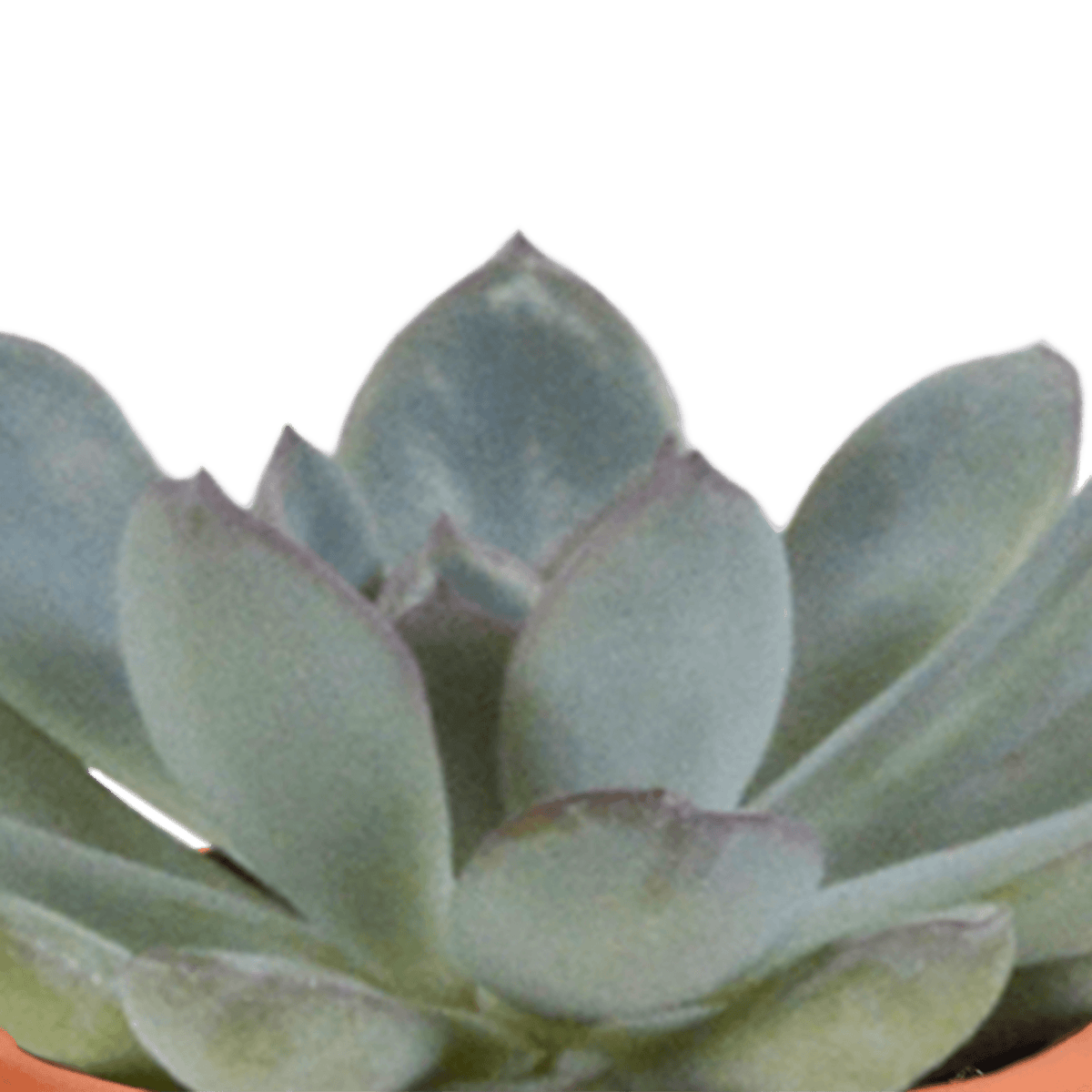 Kakteen & Sukkulenten Mischung – 15 Pflanzen 5,5 cm – Vielfältige Auswahl aus Cereus, Echeveria, Haworthia & Crassula – Hochwertige Qualität – Handbemalter mexikanischer Topf inklusive 