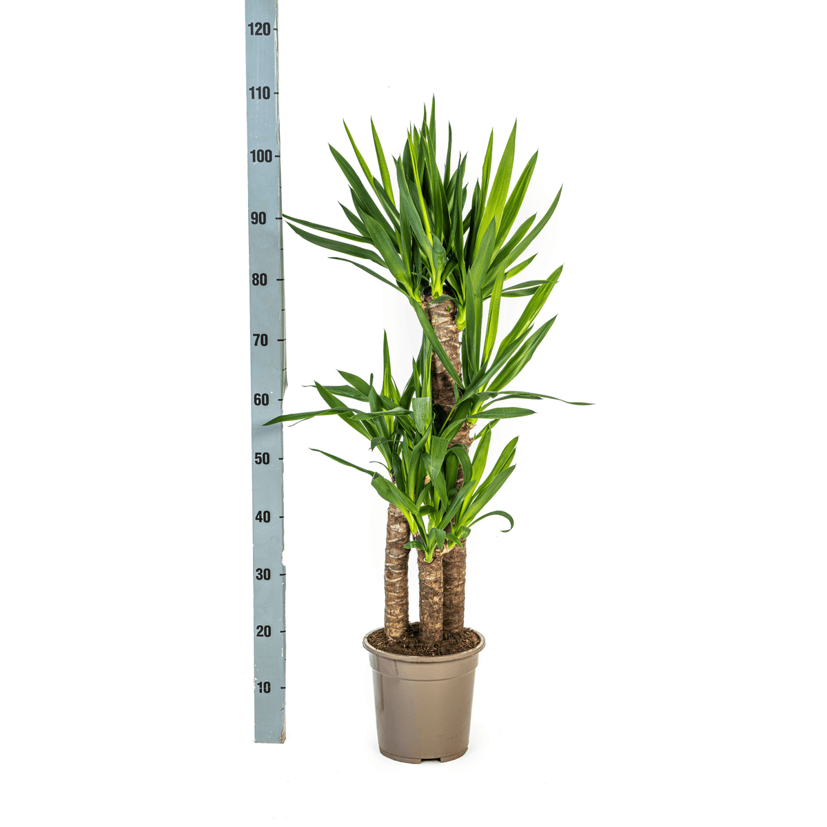 Yucca Elephantipes – Riesen-Palmlilie – Zimmerpflanze – Ø21cm – Höhe 90–110cm – Robuste Grünpflanze – Pflegeleicht & dekorativ 